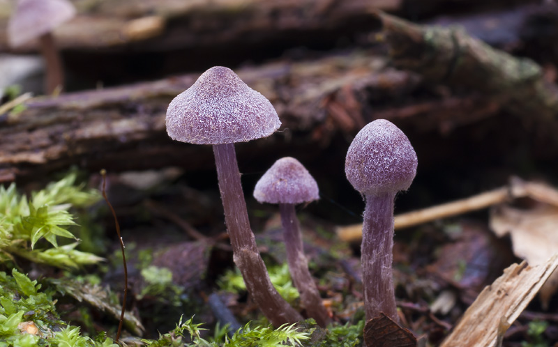 Cortinarius lilacinopusillus